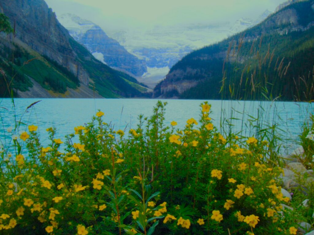 Lake-Louise-wildflowers Blue waters of Canada's Lake Louise with towering snow covered amountains in the background