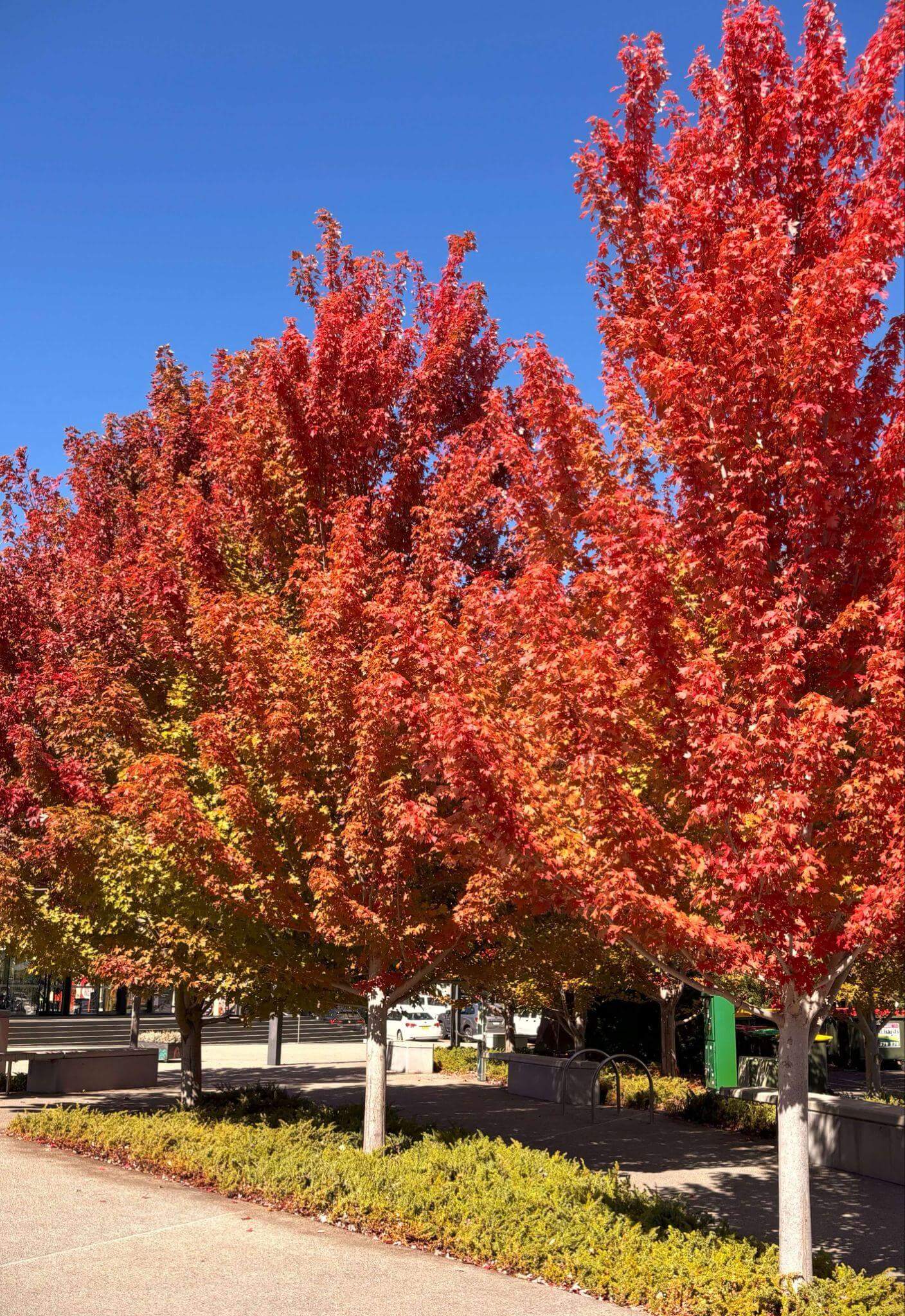 Autumn colours on the trees in the central business district of Orange