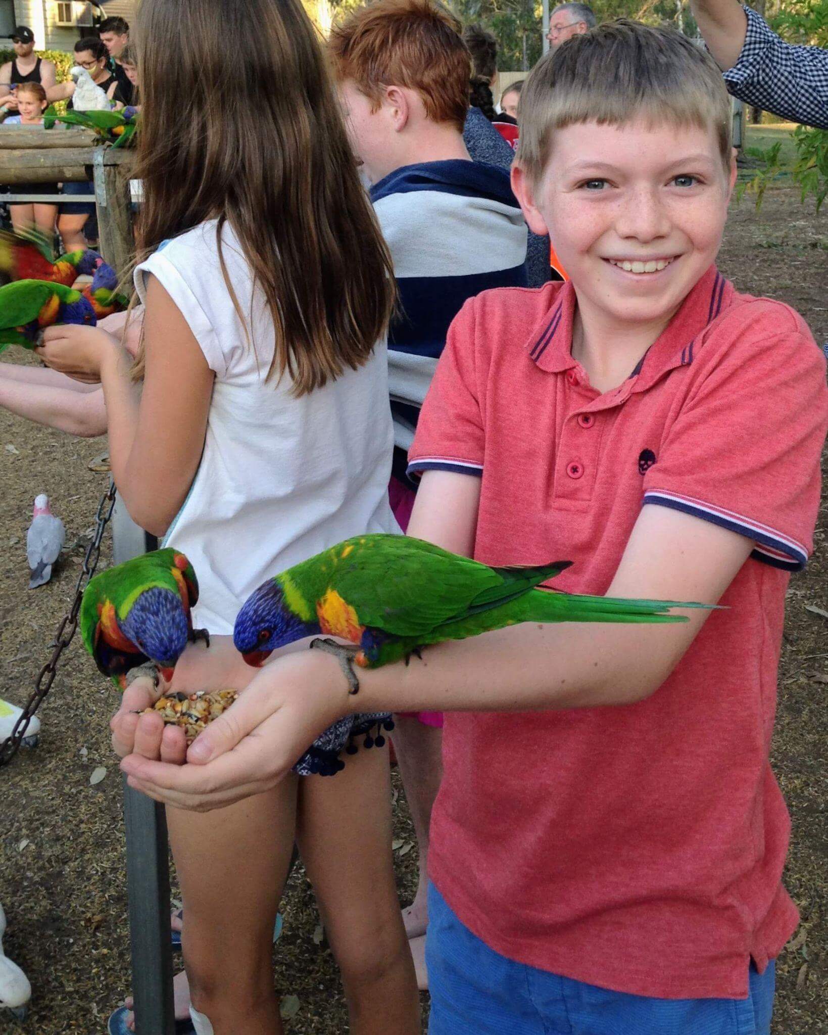 Boy feeding rainbow lorikeets seeds by hand in the gold coast hinterland, australia
