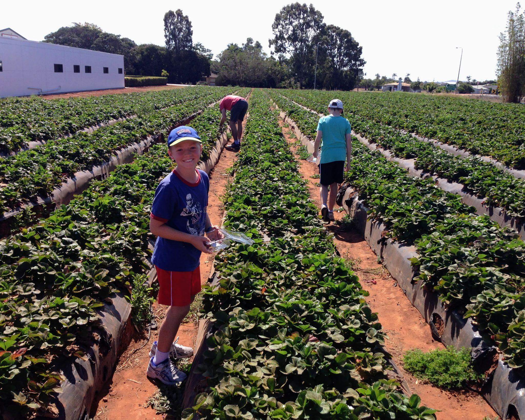 family picking strawberries from rows of strawberry plants at a farm near Bundaberg, Queensland Australia