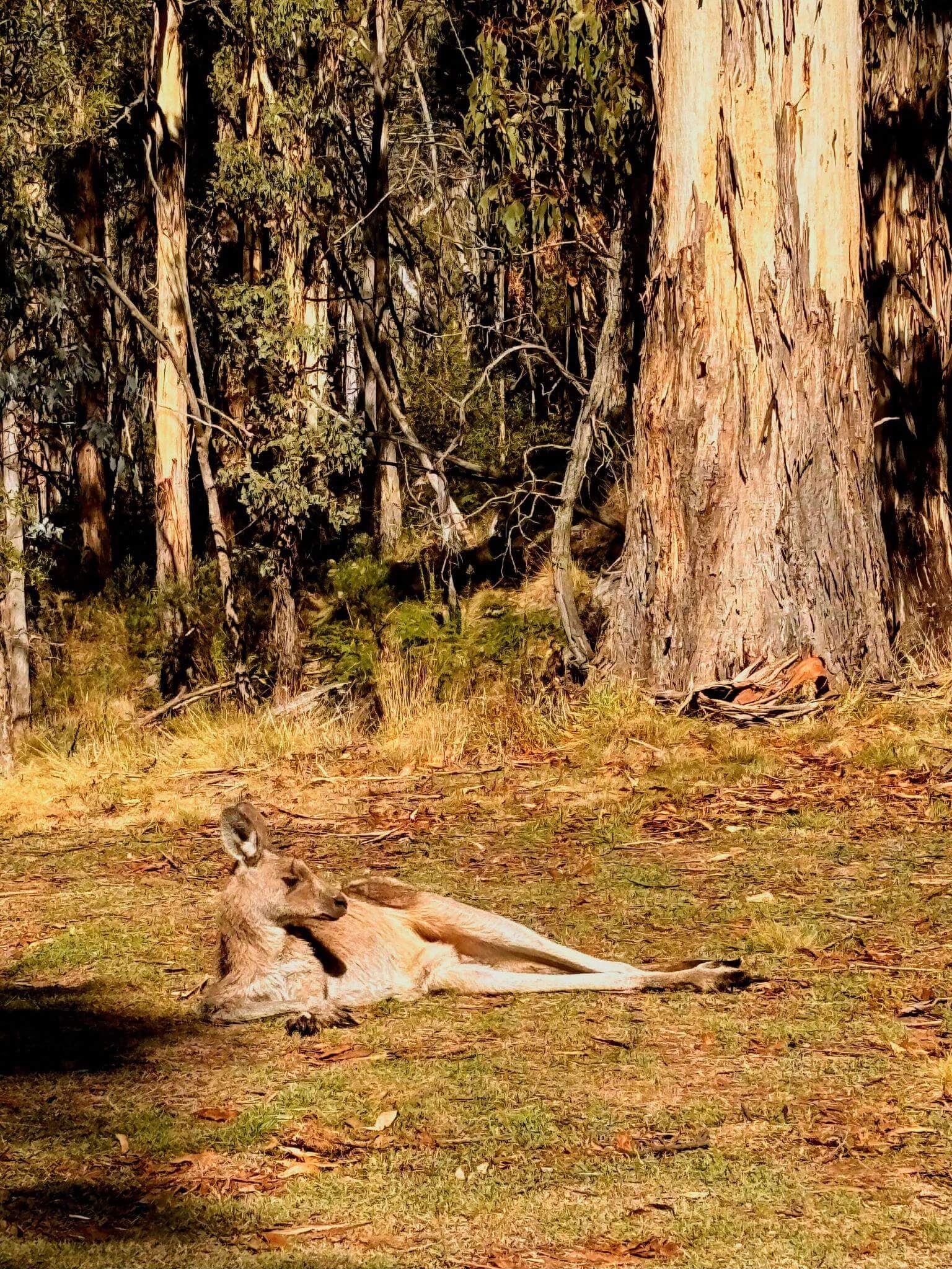 Kangaroo lounging on ground in the afternoon sunshine on mt canoblas
