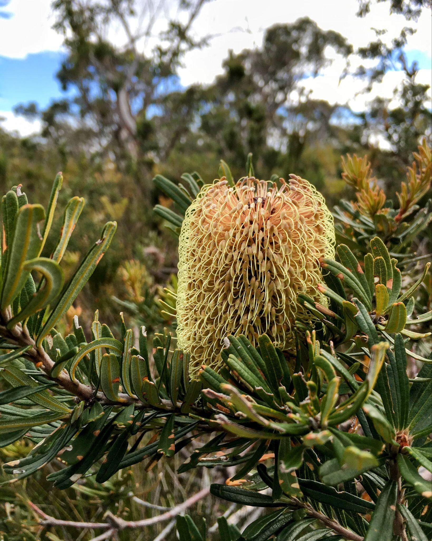 Beautiful natural vegetation like banksias and eucalyptus forests on the Three Capes Track