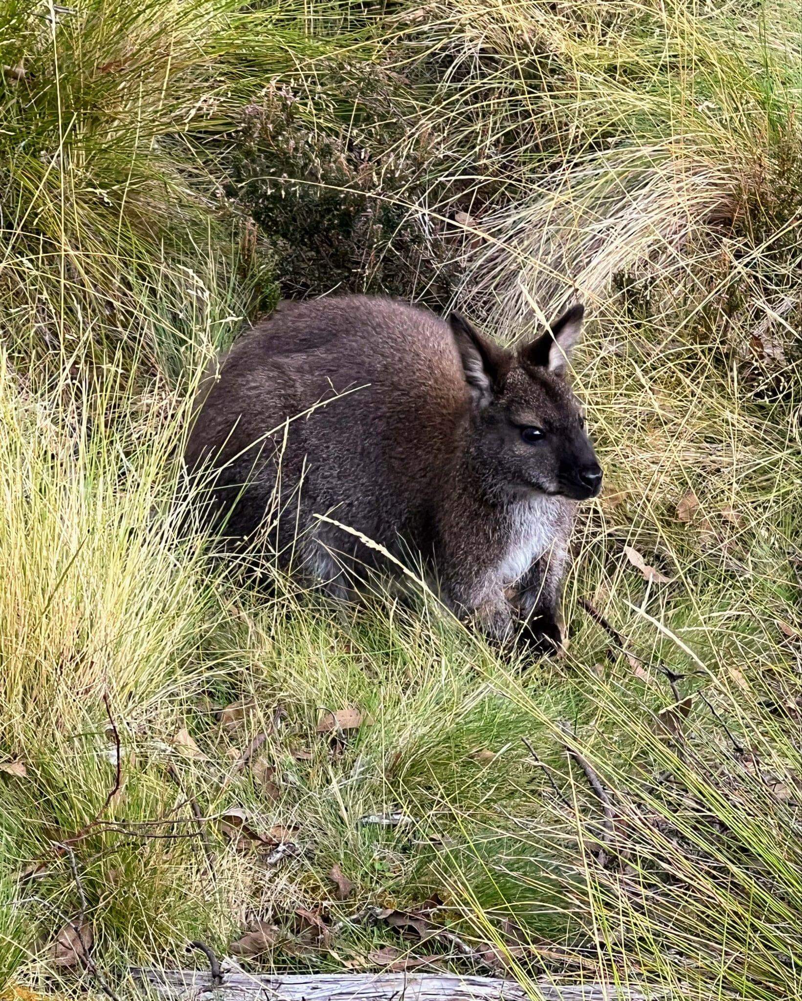Bennetts wallaby is a common siting on the overland track near Lake Windemere Hut