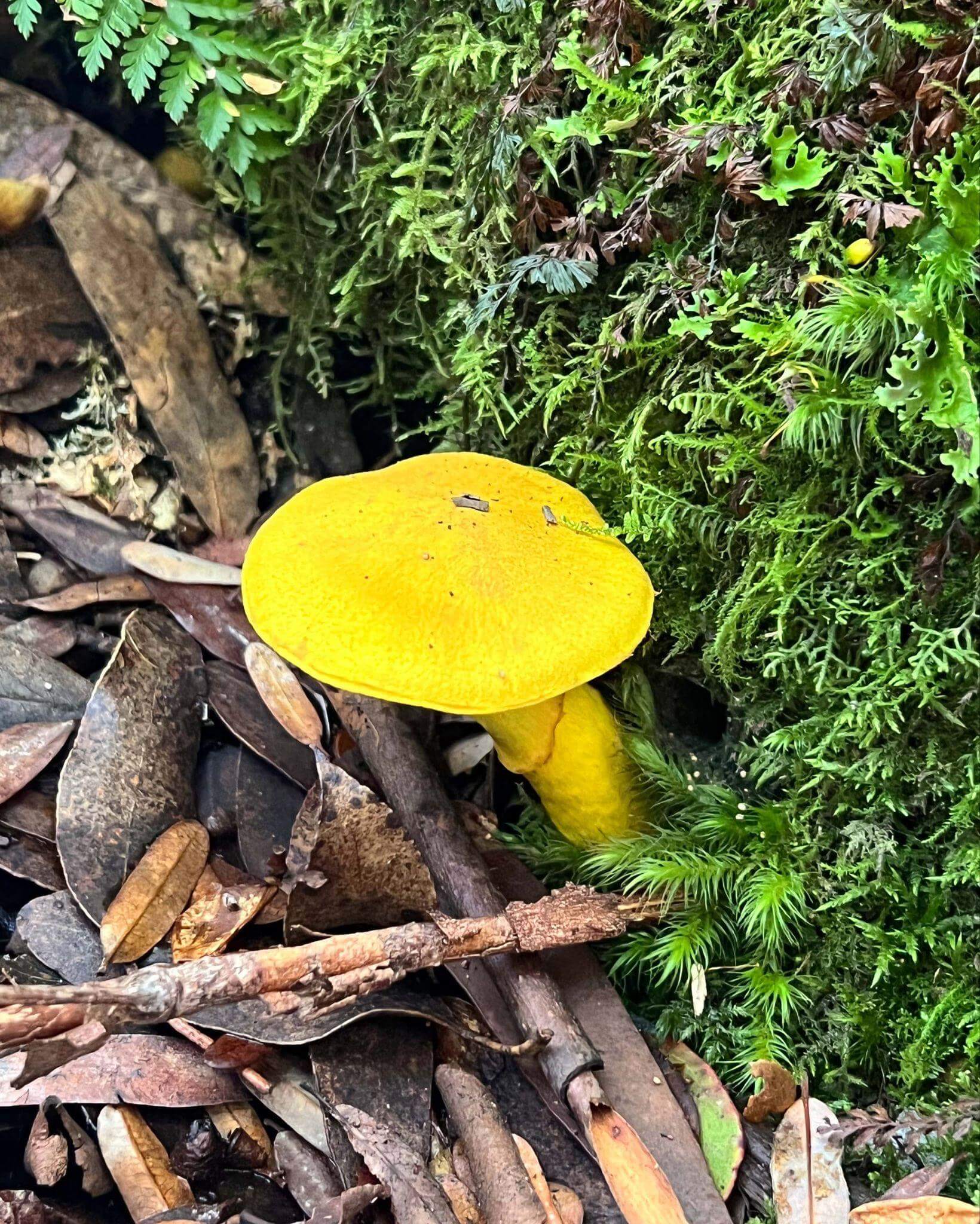 Close up image of a bright yellow mushroom in amongst the vegetation alongside the overland track showing biodiversity