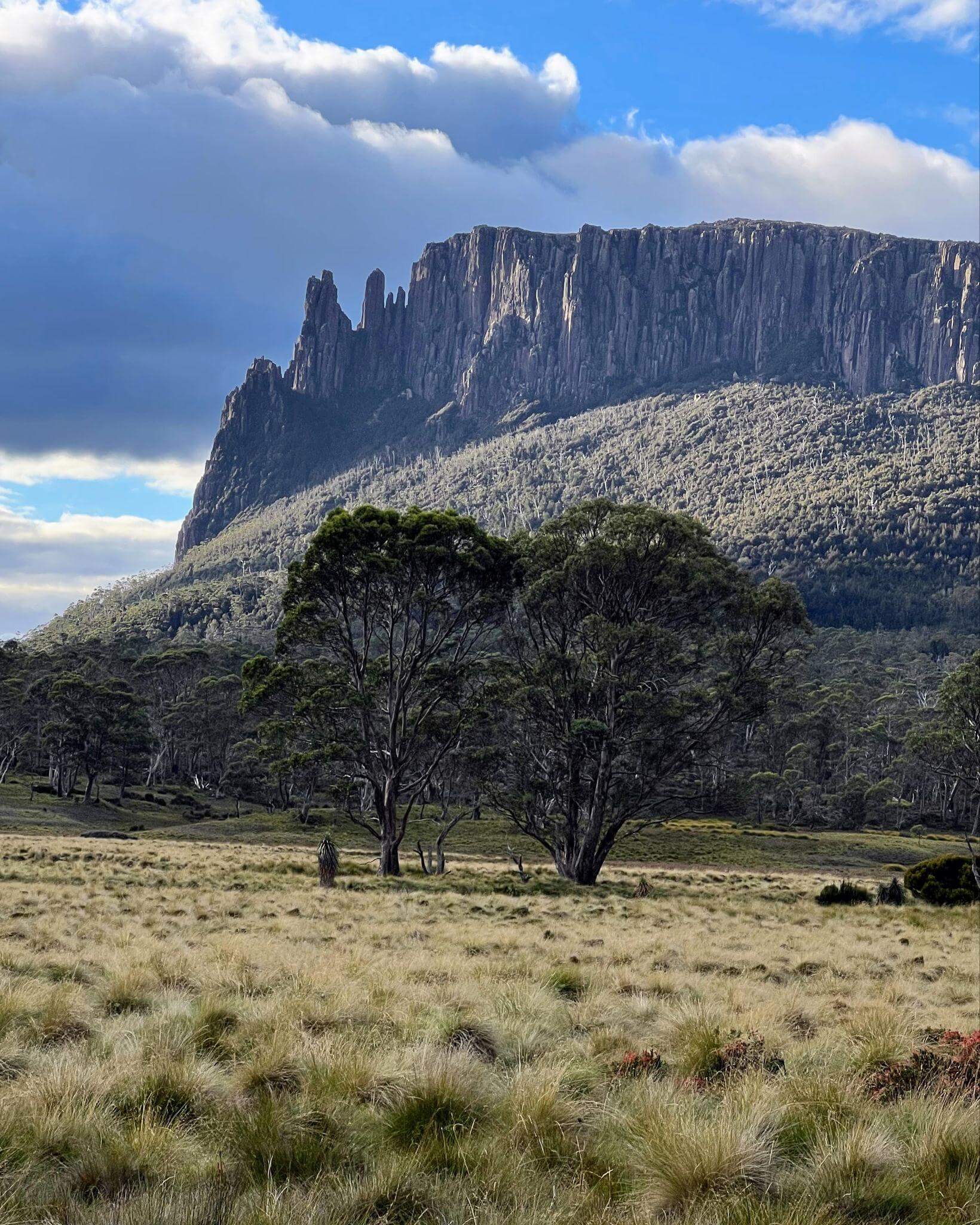 jagged rocky outcrop rising from buttongrass plain is the view from the pelion hut on the overland track