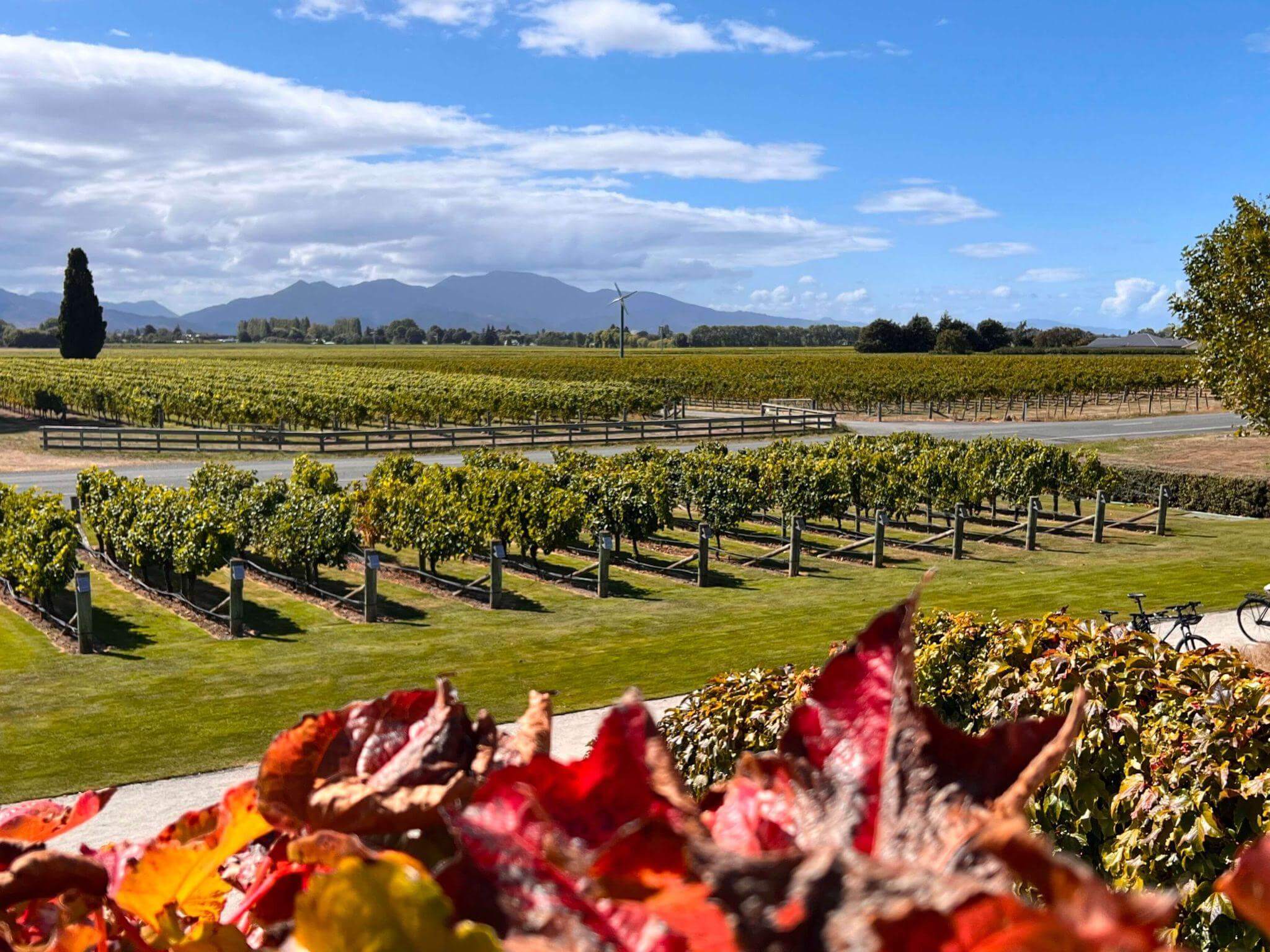 Marlborough wine region vineyards with Sauvignon Blanc grapes and mountain backdrop