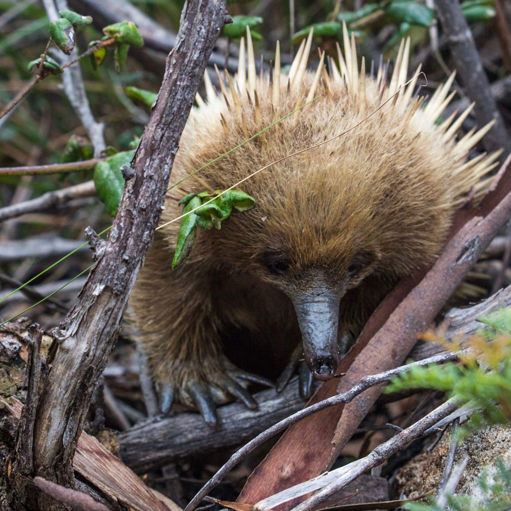 Native Tasmanian wildlife including echidnas and wallabies along the Three Capes Track