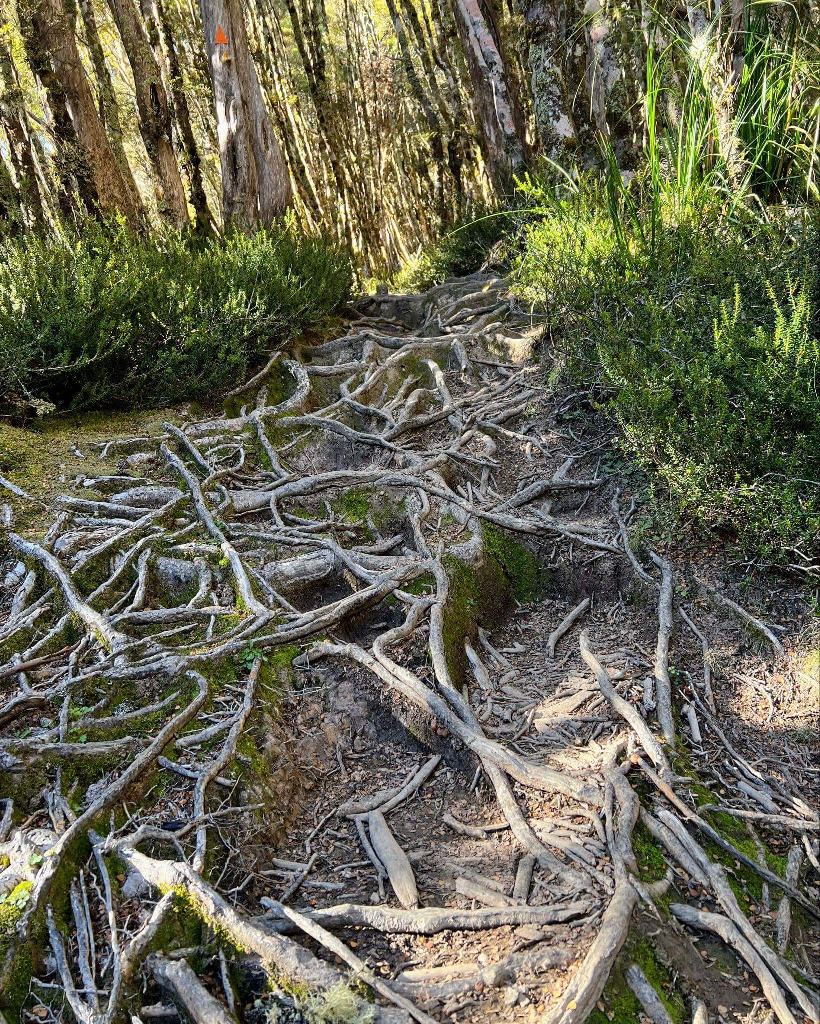 overland track covered in a network of criss-crossing roots leading up to mt ossa