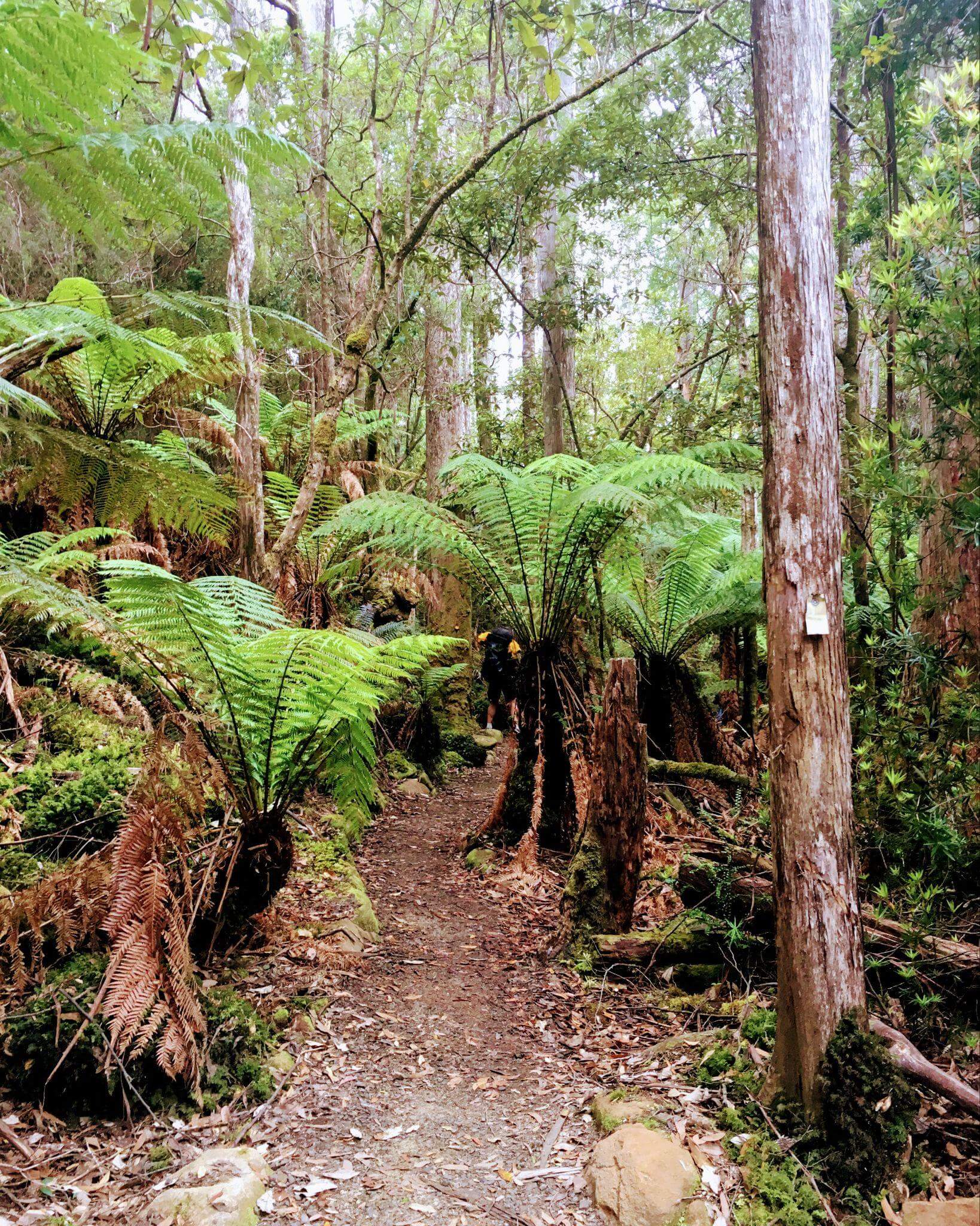 pathway is lined with beautiful tree ferns on the ascent of Mount Fortescue on the Three Capes Track