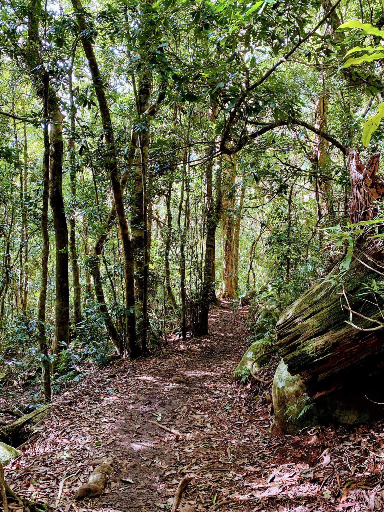 Bushwalking track in Lamington National Park in south east queensland showing mossy rocks and rainforest