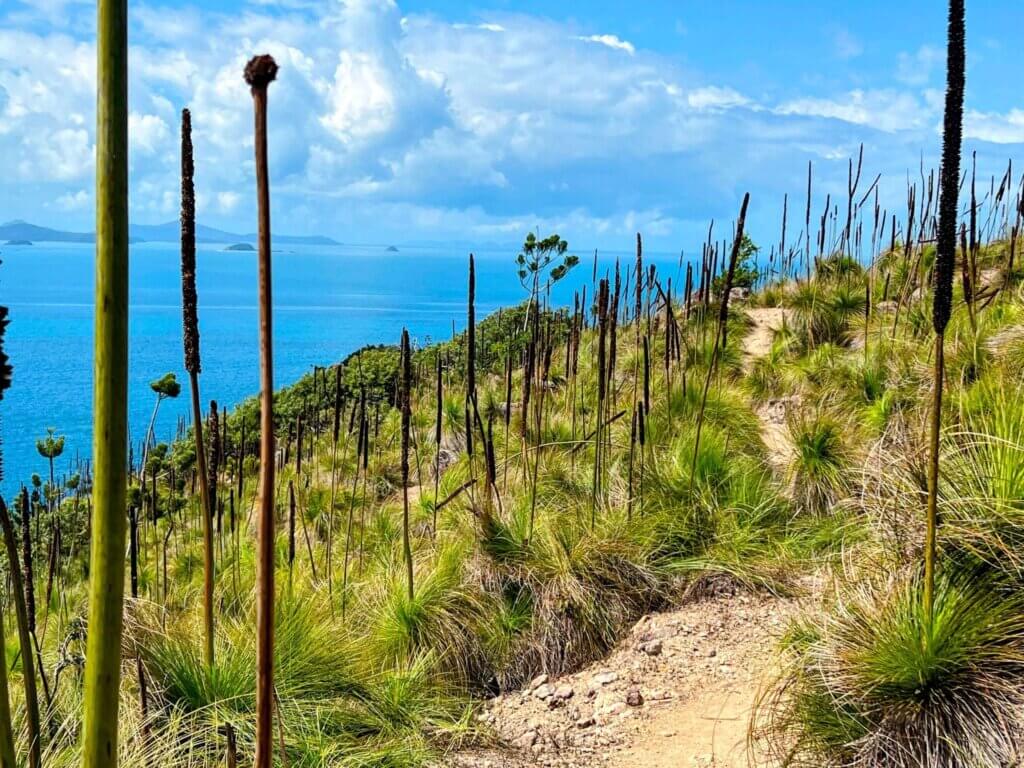 Journey along this adventure track through the hills of Hamilton Island and marvel at the views through grass trees to the Whitsunday Passage