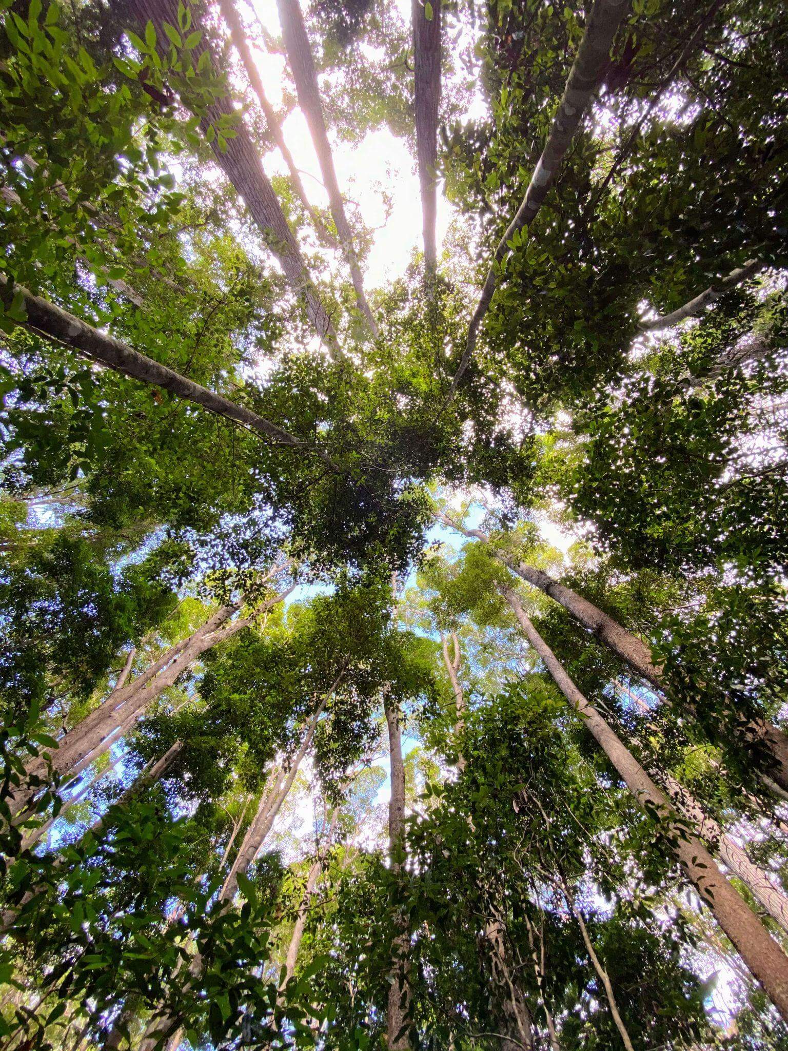Looking up through dense forest canopy on multi-day hiking trail showcasing natural wilderness environment